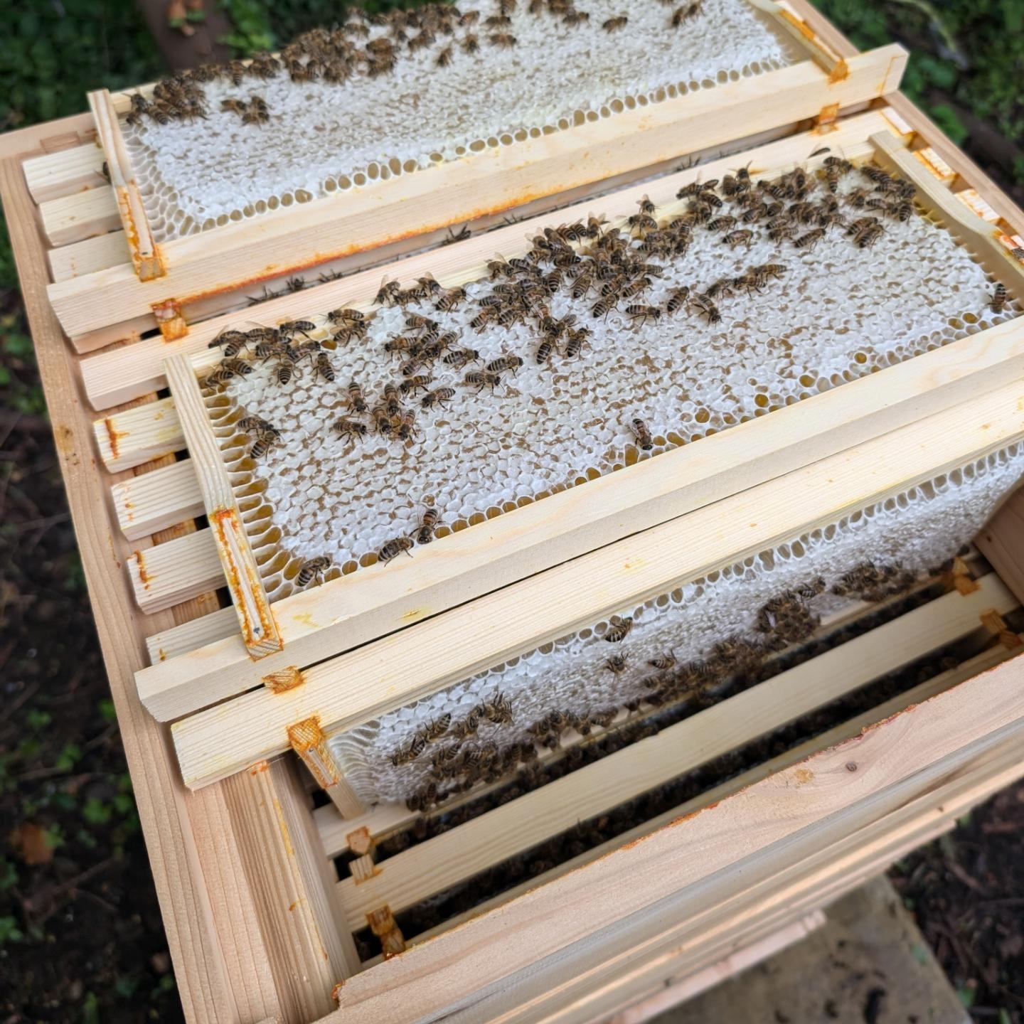Golden honey being poured into jars at harvest