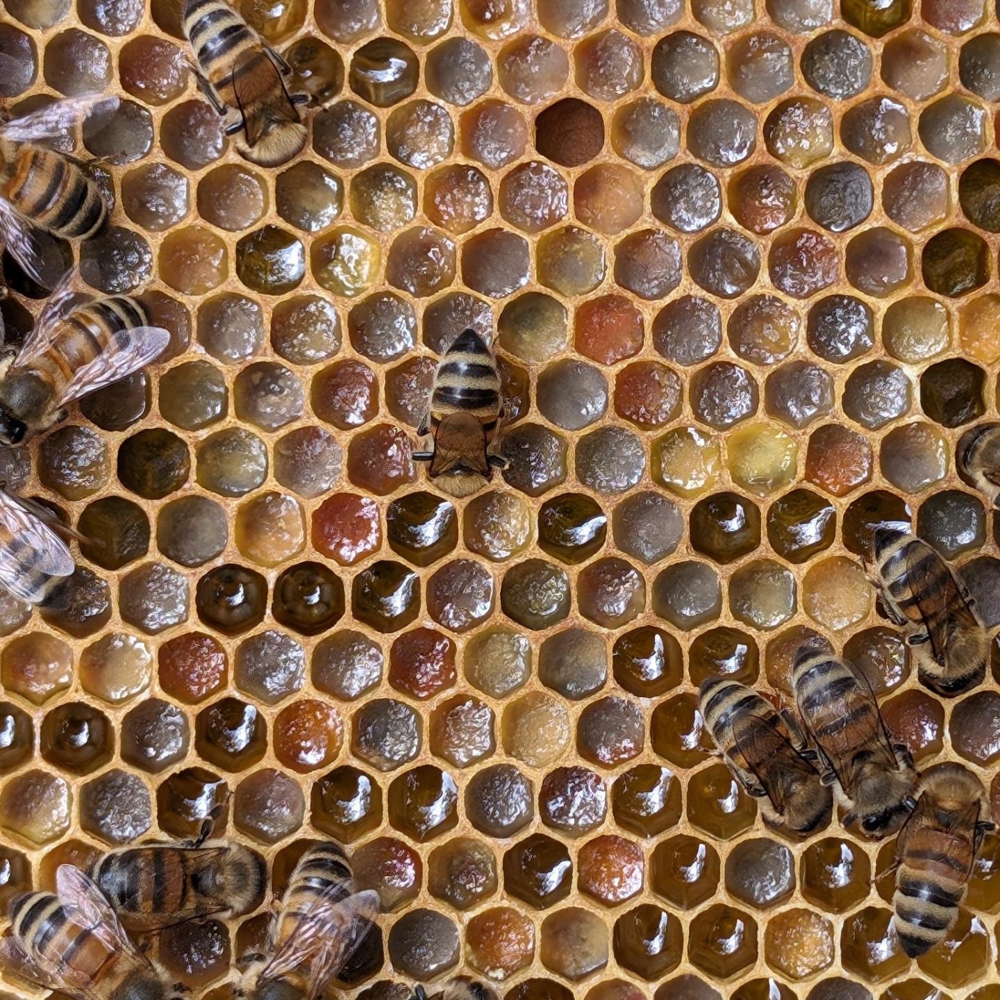 Beekeeper holding a honeycomb frame